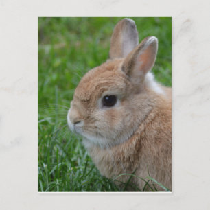 Cute Rabbit Postcard