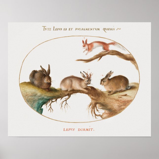 Cute Rabbits Poster (Front)