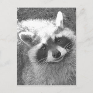 Cute Raccoon Postcard