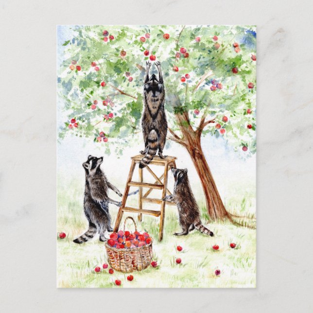 Cute Raccoons in Apple Orchard Postcard (Front)