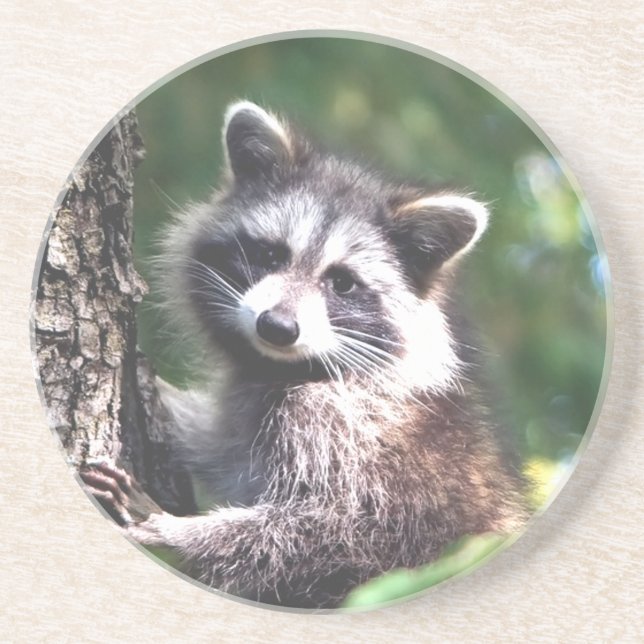 Cute racoon and forest coaster (Front)