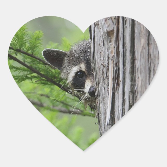Cute Racoon Heart Sticker (Front)