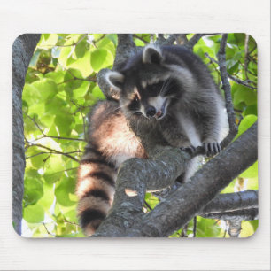 Cute Racoon in a tree Mouse Mat
