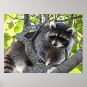 Cute Racoon in a tree Poster