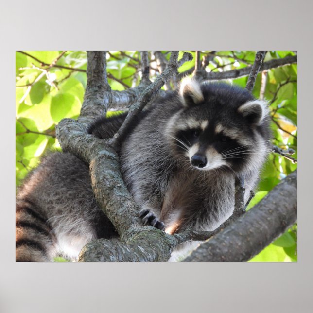 Cute Racoon in a tree Poster (Front)