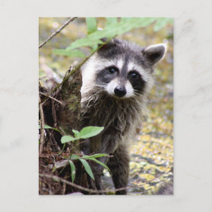Cute Racoon Photo Postcard