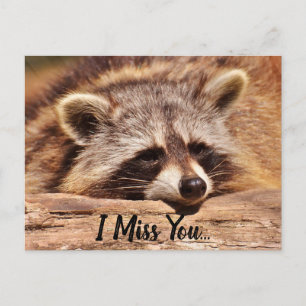 Cute Racoon Postcard