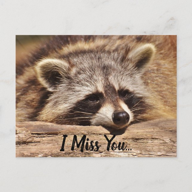 Cute Racoon Postcard (Front)