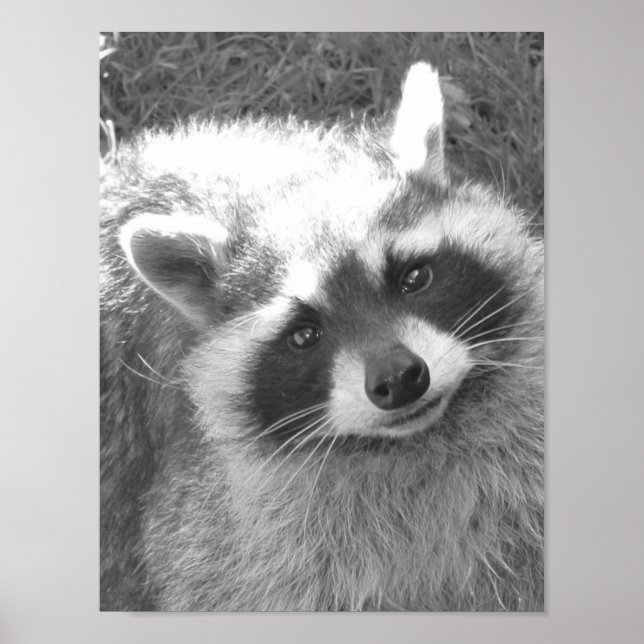 Cute Racoon Poster (Front)
