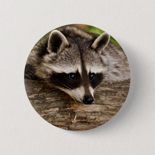 Cute Racoon Resting on a Log 6 Cm Round Badge