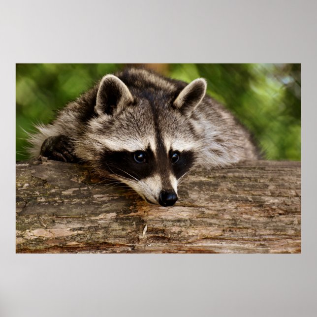 Cute Racoon Resting on a Log Poster (Front)