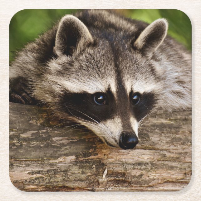 Cute Racoon Resting on a Log Square Paper Coaster (Front)