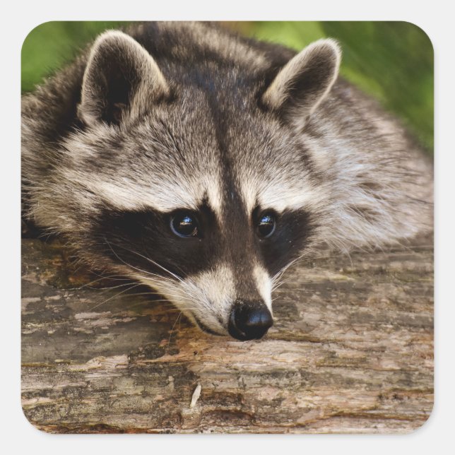 Cute Racoon Resting on a Log Square Sticker (Front)