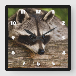Cute Racoon Resting on a Log Square Wall Clock