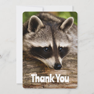 Cute Racoon Resting on a Log Thank You Card