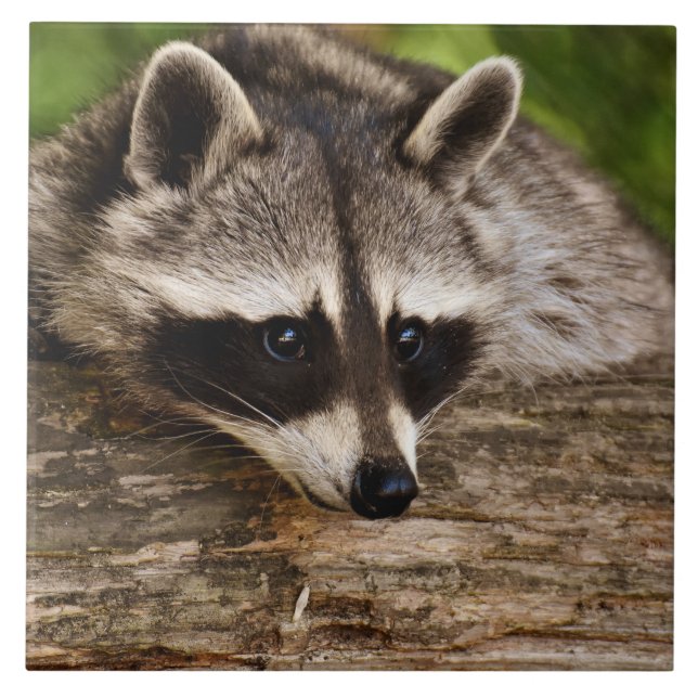 Cute Racoon Resting on a Log Tile (Front)