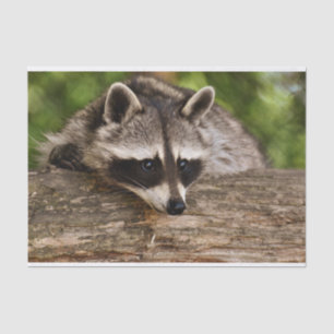 Cute Racoon Resting on a Log Tissue Paper