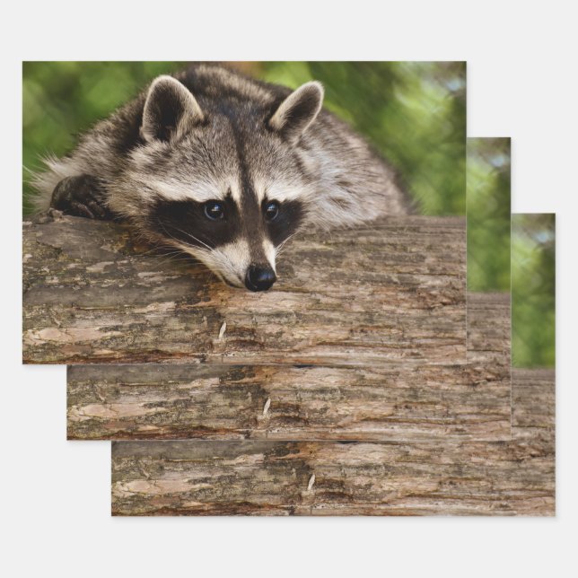 Cute Racoon Resting on a Log Wrapping Paper Sheet (Set)