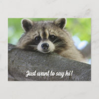 Cute Racoon Say Hi Postcard