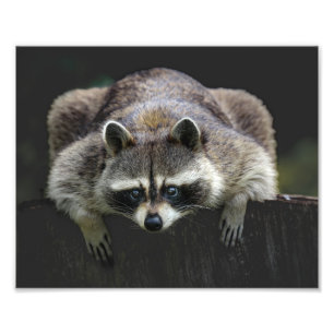 Cute Racoon Sitting On A Log Wildlife Photo Print