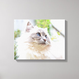 Cute Ragdoll Cat Canvas