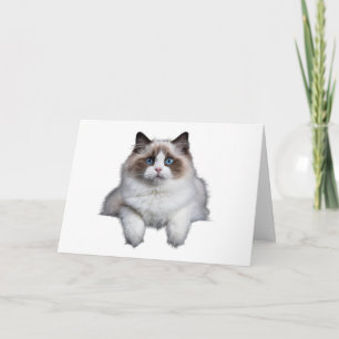 Cute Ragdoll Cat  Card