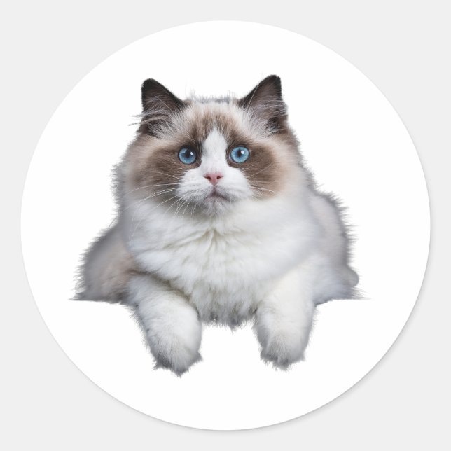 Cute Ragdoll Cat  Classic Round Sticker (Front)