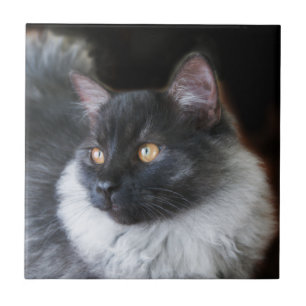 Cute Ragdoll Cat Kitten Rag Doll Kitty Cat Photo Tile