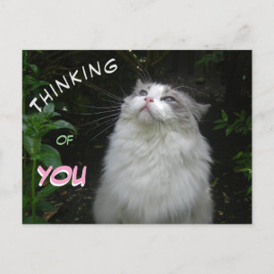 Cute Ragdoll Cat THINKING of YOU Postcard