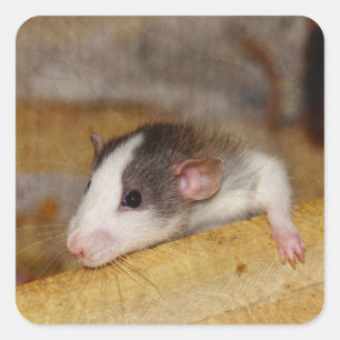 Cute Rat Square Sticker