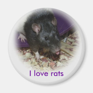 Cute rat sticking out his tongue magnet
