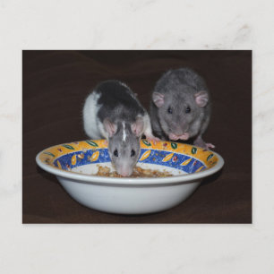 Cute Rats Eating Postcard