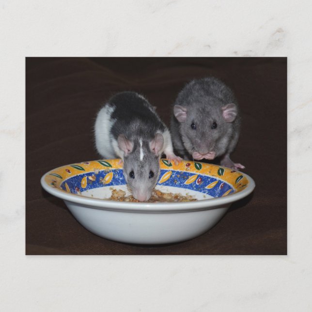 Cute Rats Eating Postcard (Front)