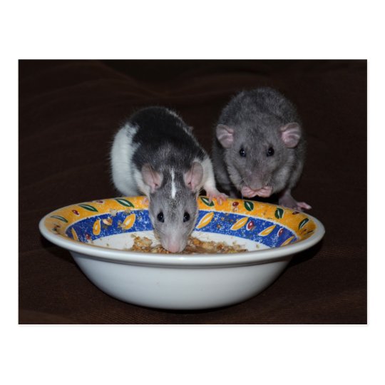 rats eating eyeballs