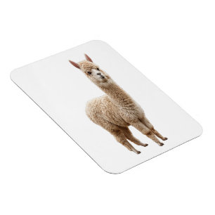 Cute Realistic Fluffy Alpaca Photo Flexible Magnet