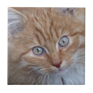 Cute Red and White, Long-Haired Tabby Cat Face Tile