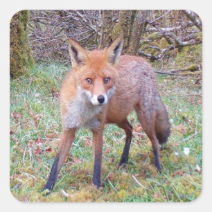 Cute Red Fox Forest Wildlife Character Nature Art Square Sticker