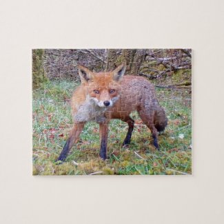  Cute Red Fox 