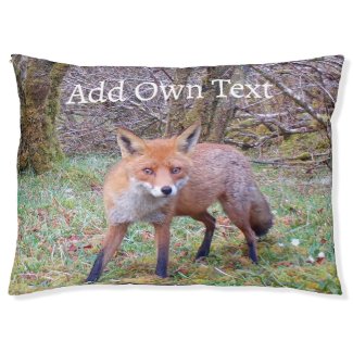 Cute Red Fox 