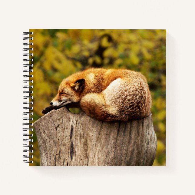 Cute Red Fox Resting on Tree Stump Notebook (Front)