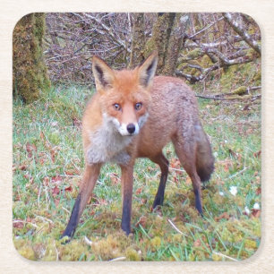 Cute Red Fox Staring Directly Woodland Wildlife Square Paper Coaster