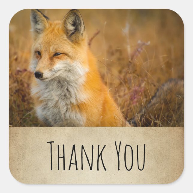 Cute Red Fox Wild Nature Photography Thank You Square Sticker (Front)
