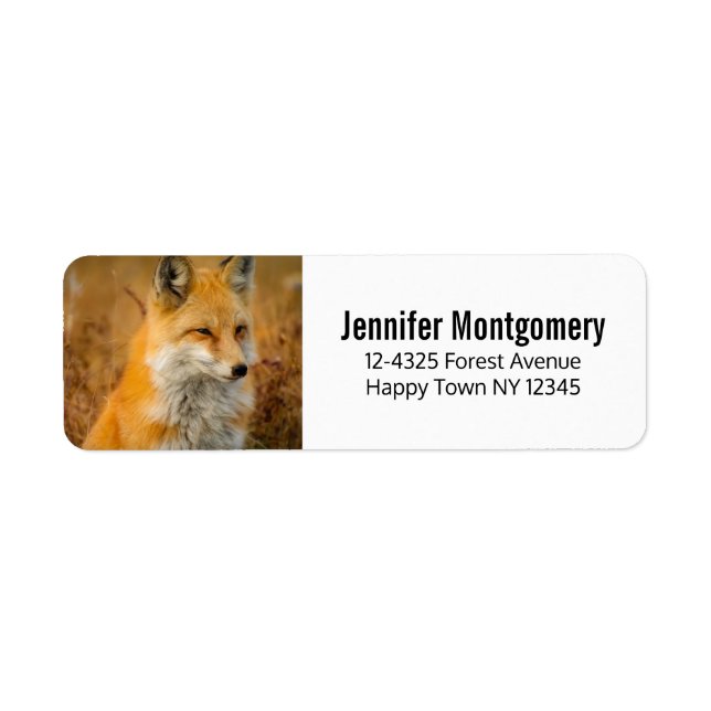 Cute Red Fox Wilderness Nature Photography (Front)