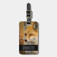 Cute Red Fox Wilderness Nature Photography