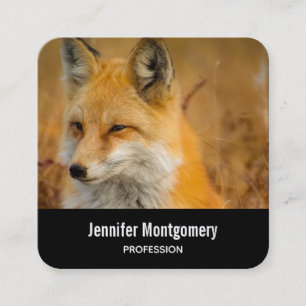 Cute Red Fox Wilderness Nature Photography Square Square Business Card