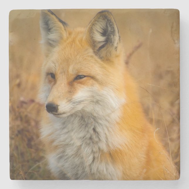 Cute Red Fox Wilderness Nature Photography Stone Coaster (Front)