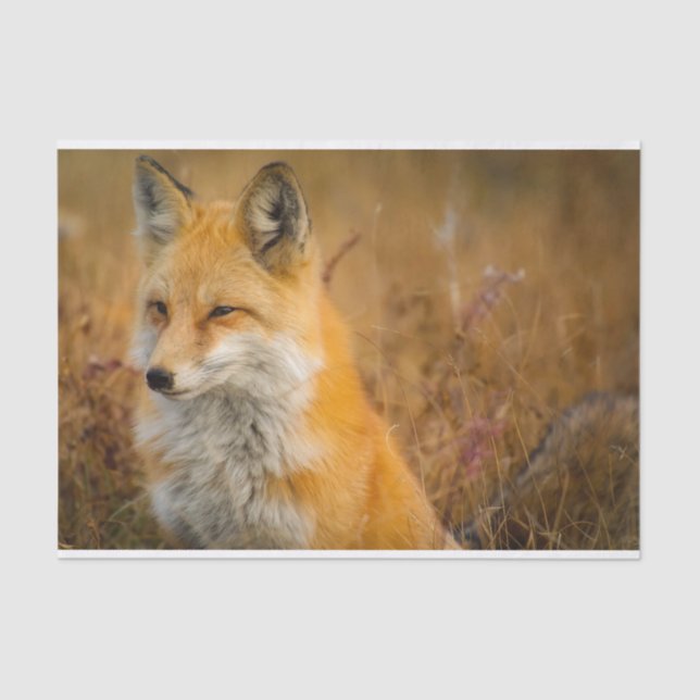 Cute Red Fox Wilderness Nature Photography Tissue Paper (Front)
