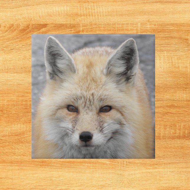 Cute Red Fox Wildlife Photo Tile (In Situ)