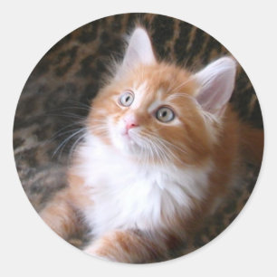 Cute red kitten stickers