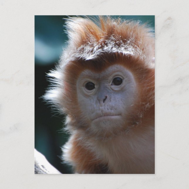 Cute Red Langur Monkey Postcard (Front)